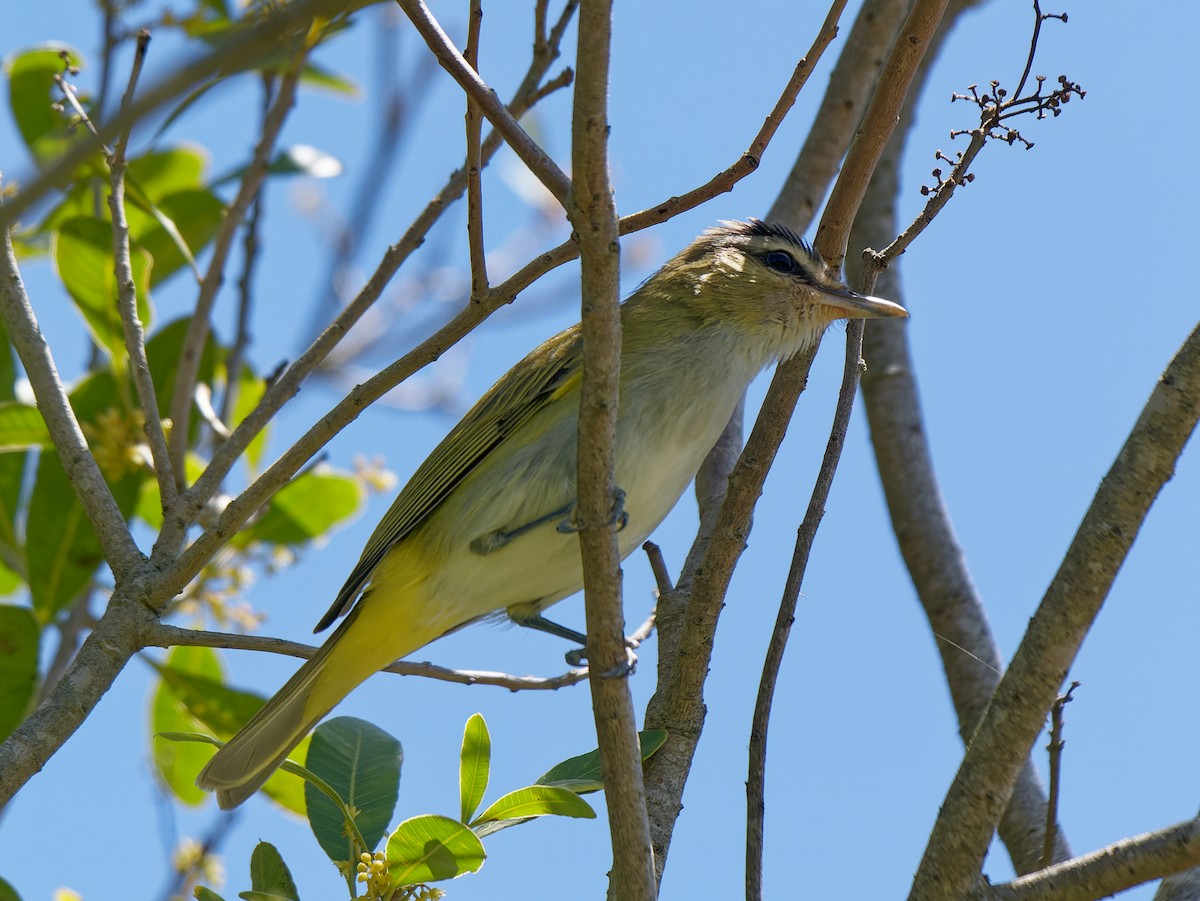 Chivi Vireo - ML645451710