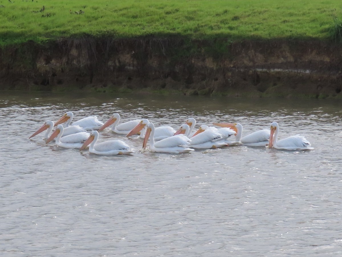 American White Pelican - ML645451712