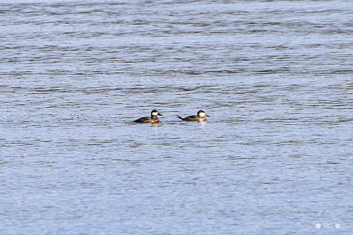 Ruddy Duck - ML645451713