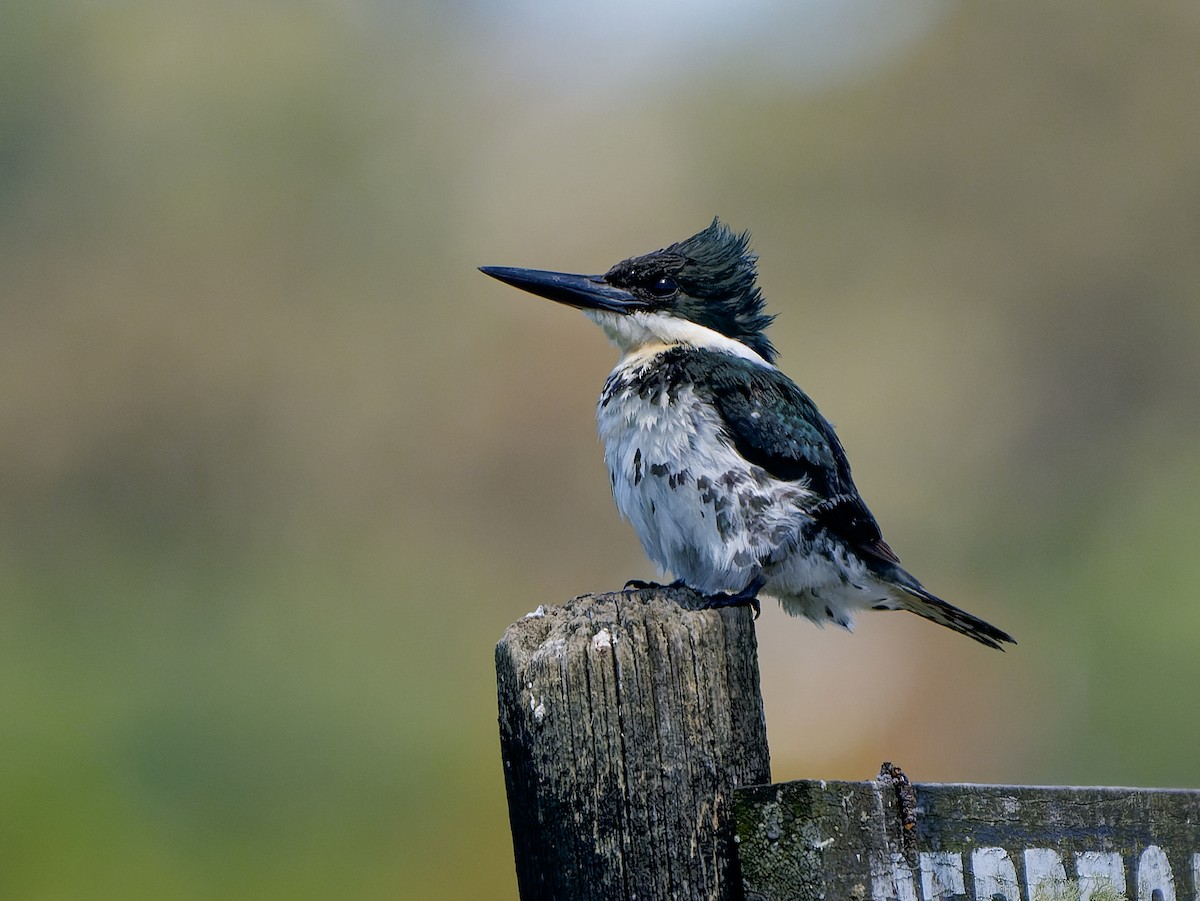 Green Kingfisher - ML645451714