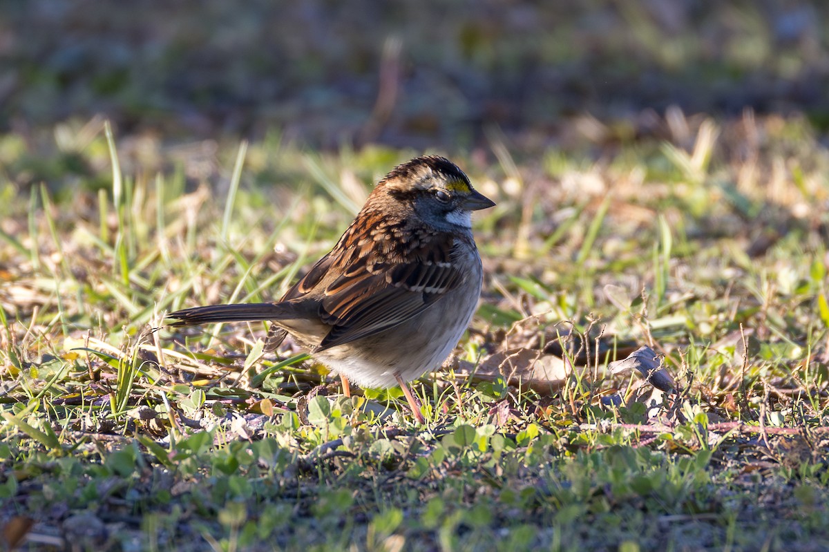White-throated Sparrow - ML645451715