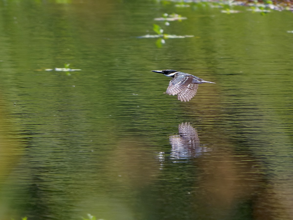 Green Kingfisher - ML645451716