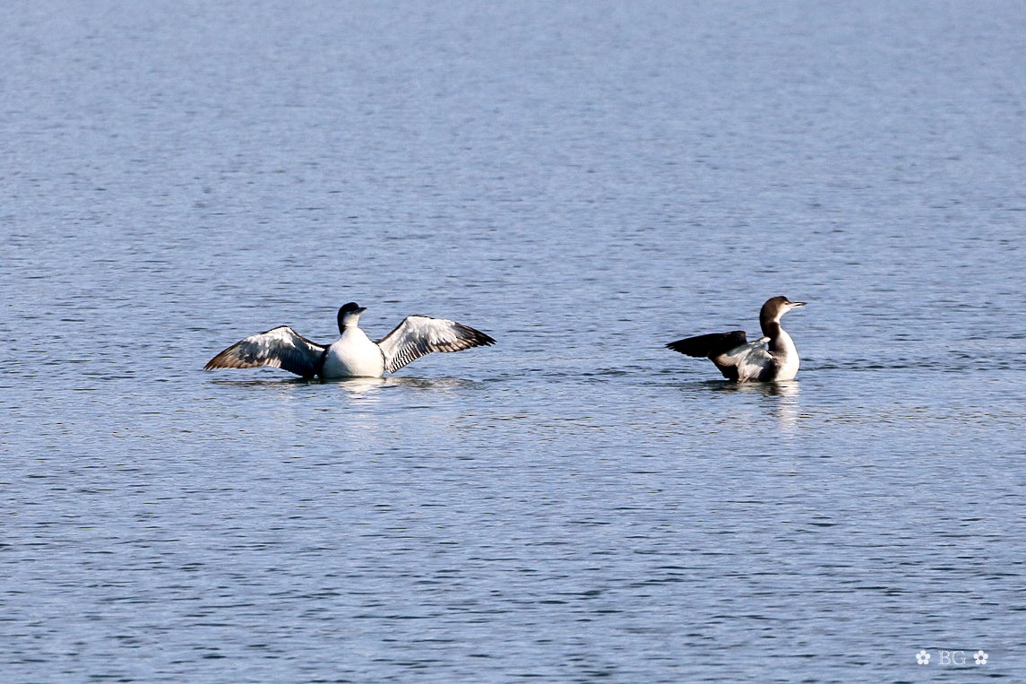 Common Loon - ML645451719
