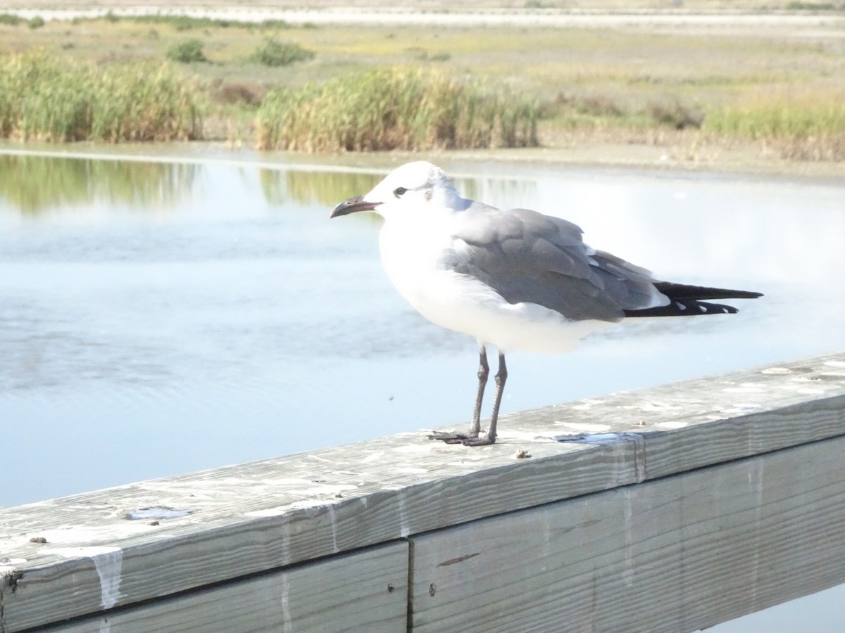Laughing Gull - ML645451720