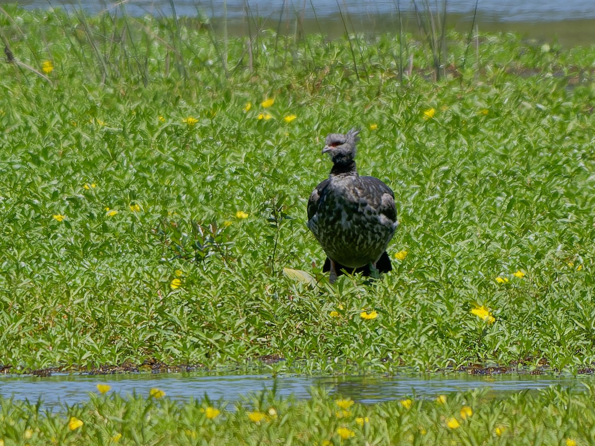 Southern Screamer - ML645451721