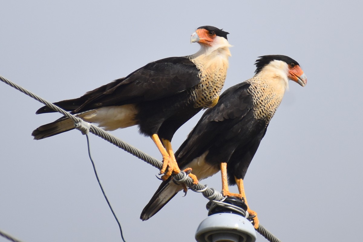Crested Caracara - ML645451722