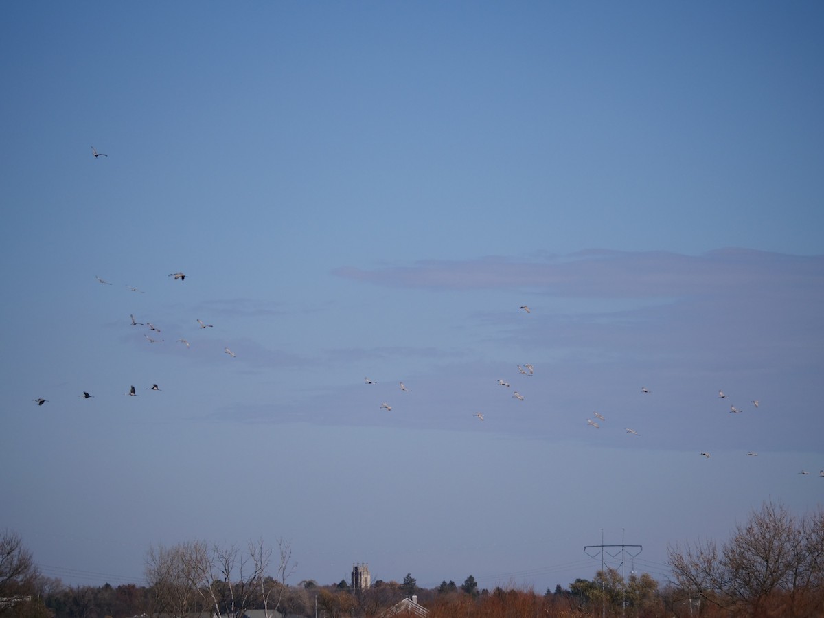 Sandhill Crane - ML645451723