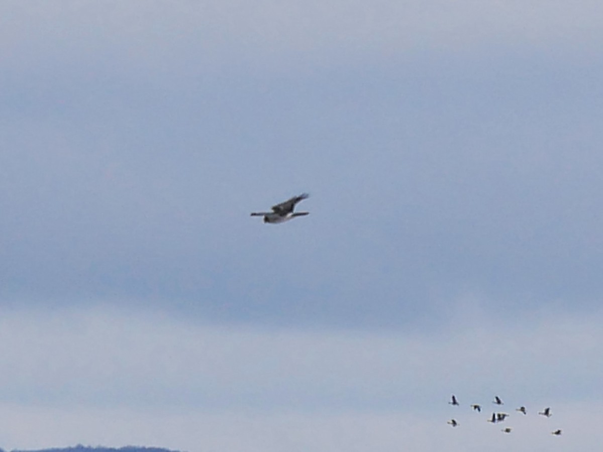 Northern Harrier - ML645451724
