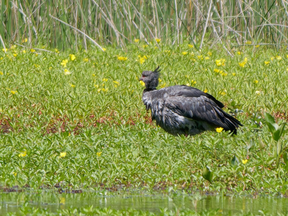 Southern Screamer - ML645451725