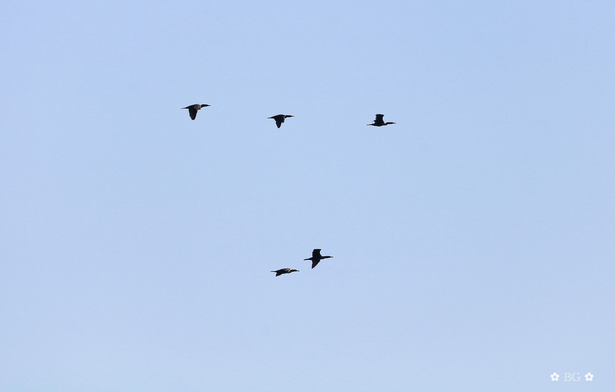 Double-crested Cormorant - ML645451726