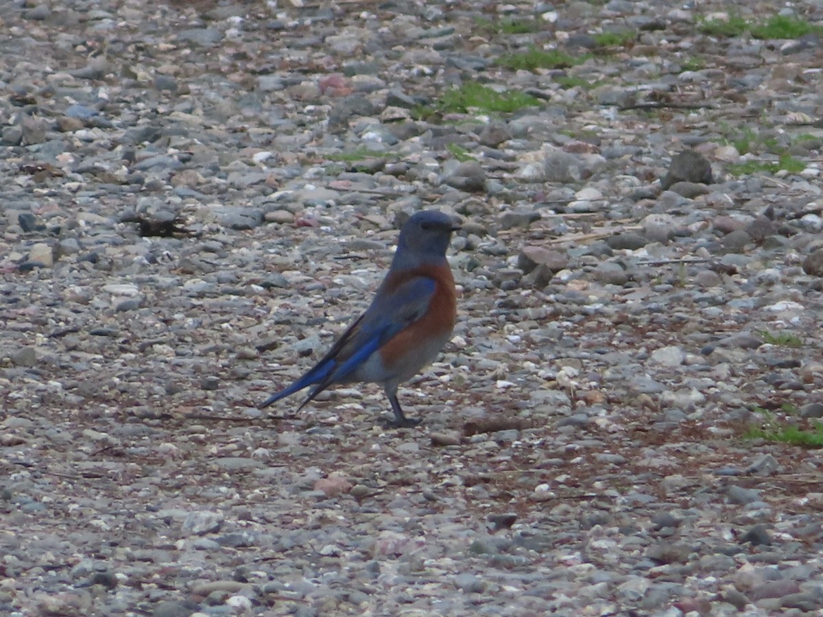 Western Bluebird - ML645451727