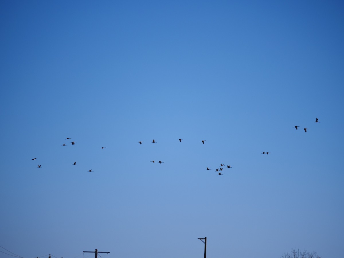 Sandhill Crane - ML645451728
