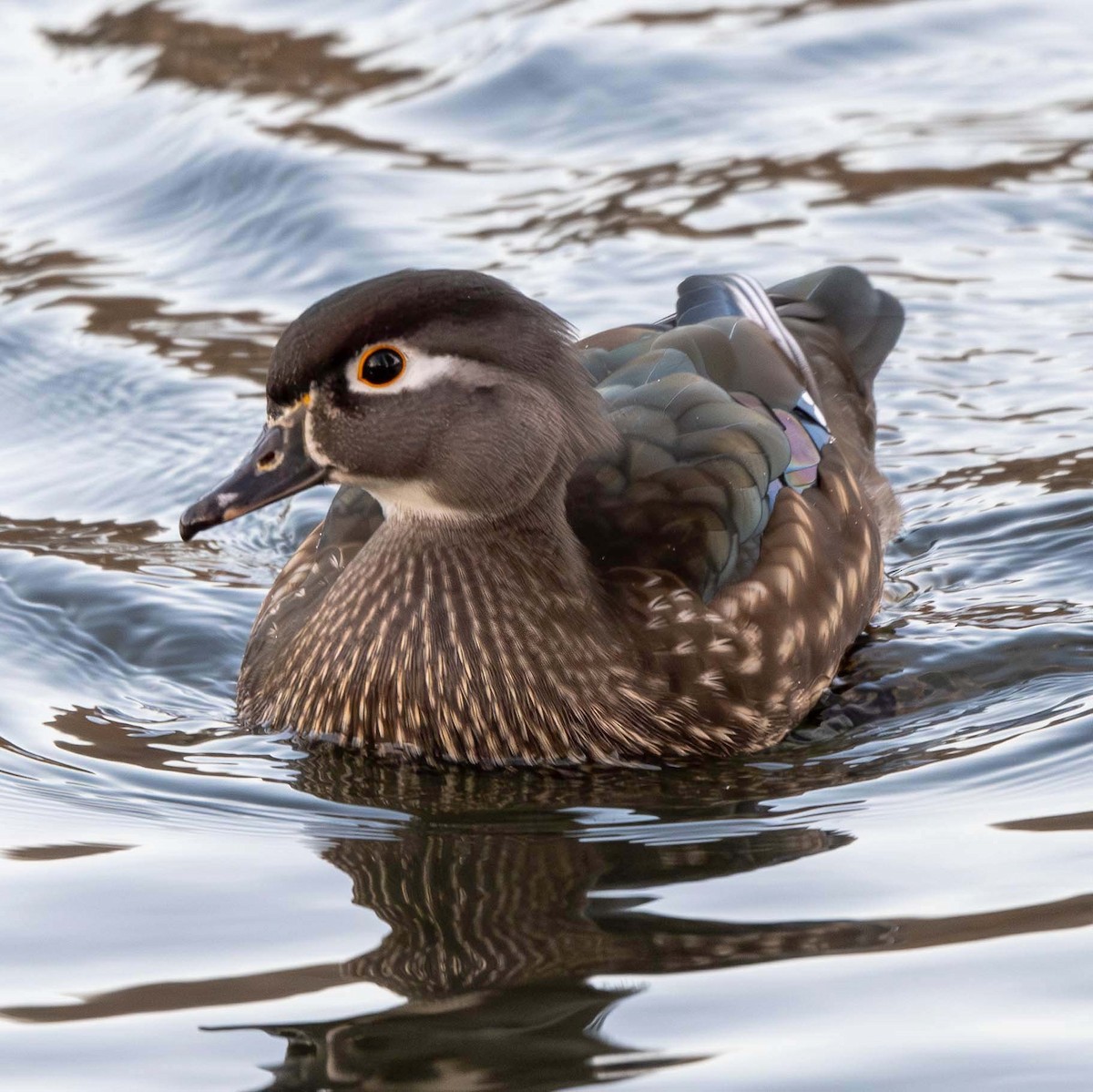 Wood Duck - ML645451729