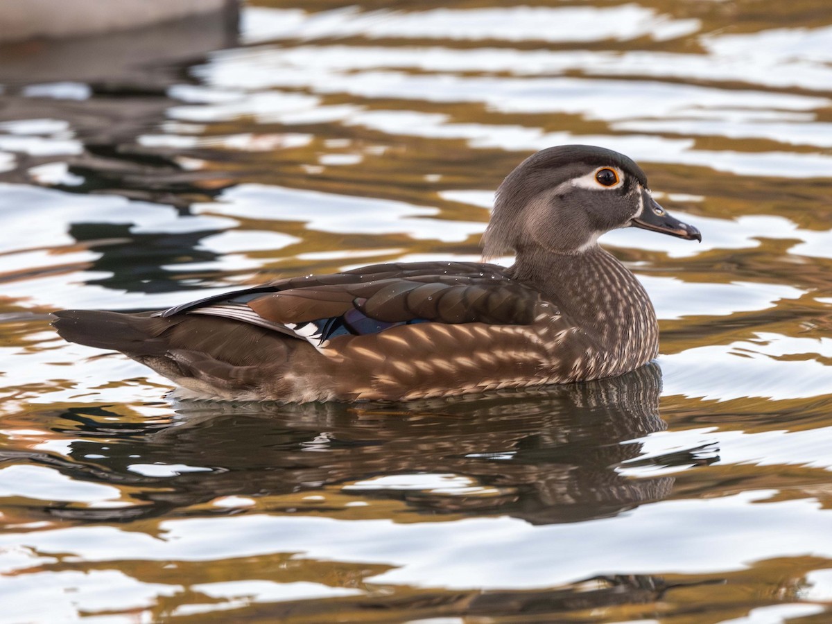 Wood Duck - ML645451730