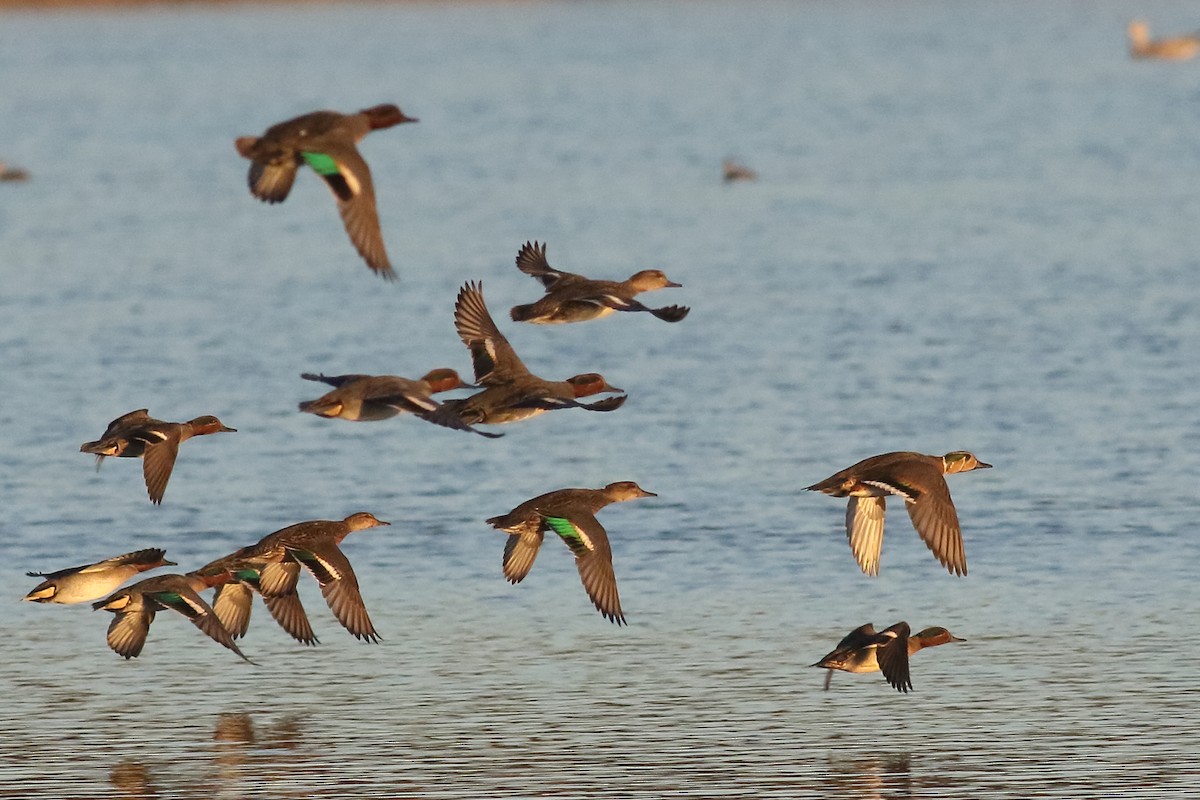 Baikal Teal - ML645451733