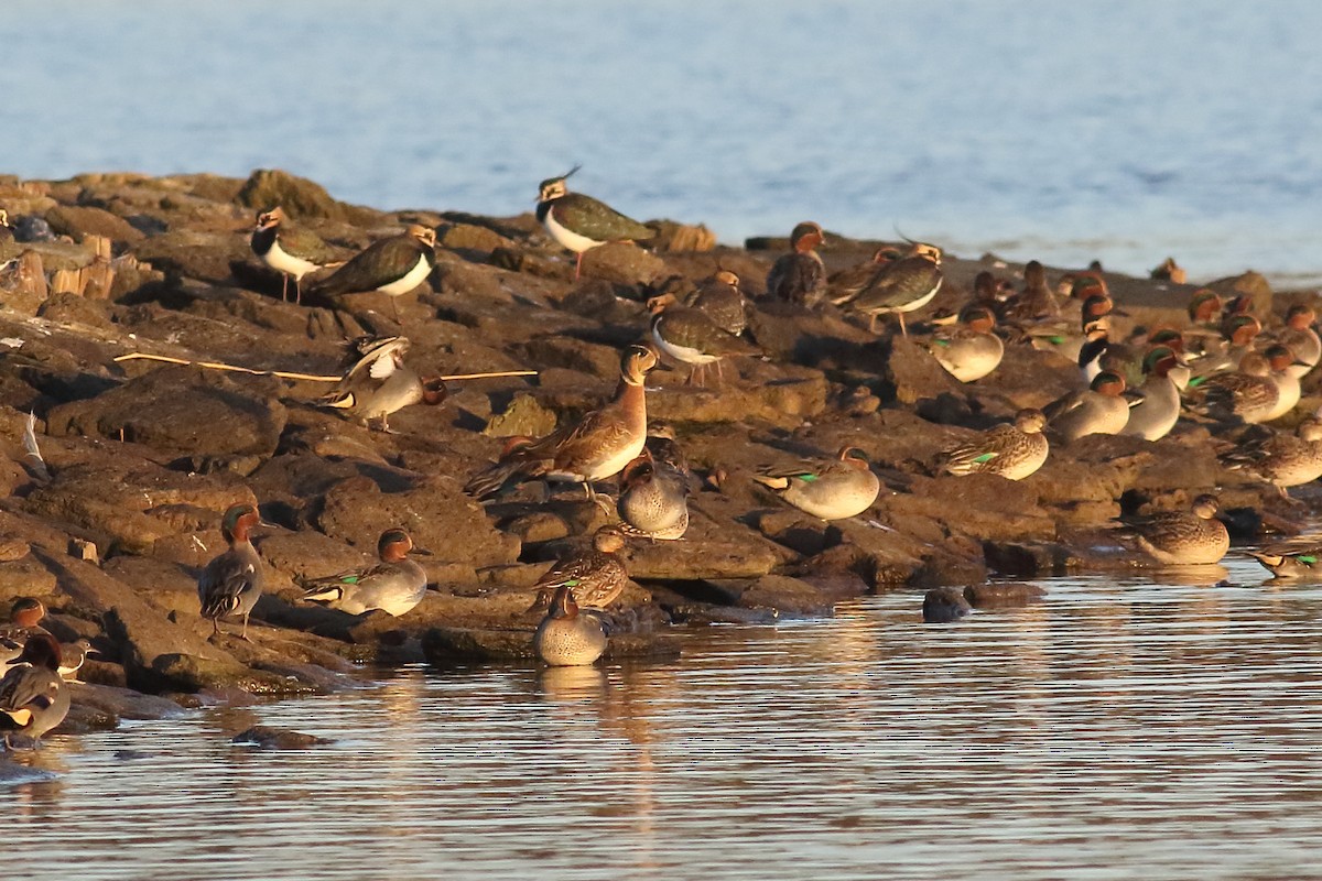 Baikal Teal - ML645451734