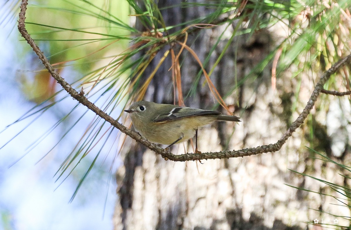 Ruby-crowned Kinglet - ML645451738