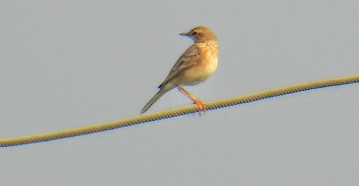 Blyth's Pipit - ML645451740