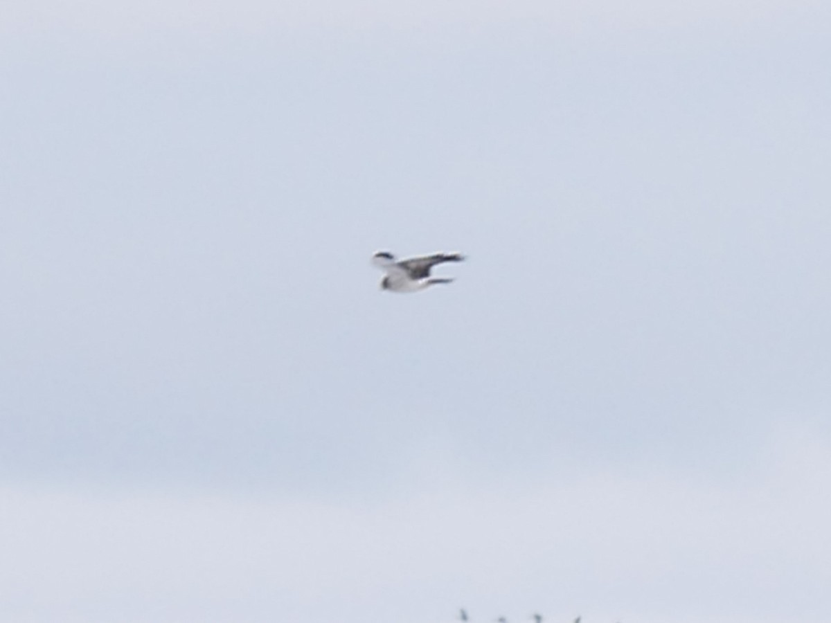 Northern Harrier - ML645451741