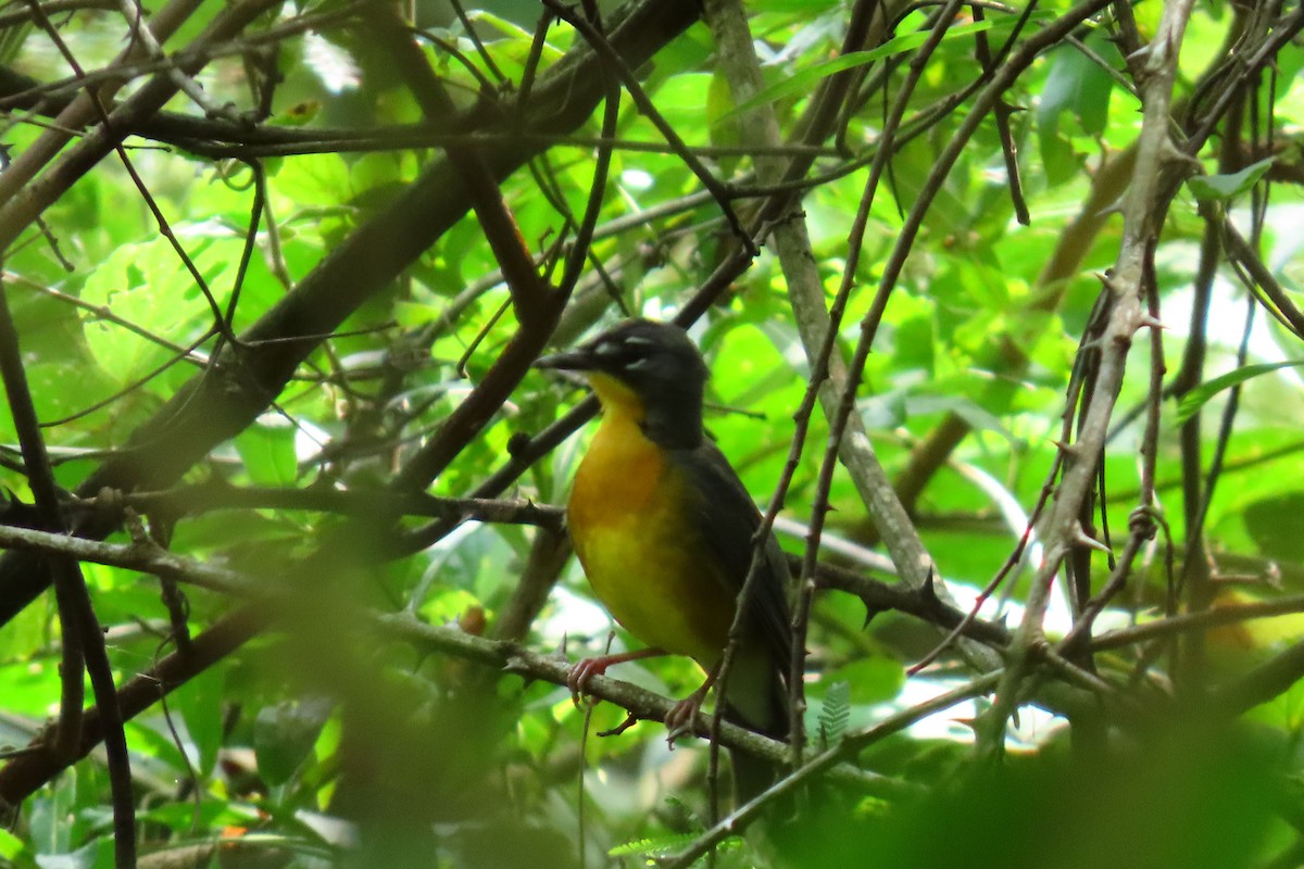 Веерохвостая корольковка - ML645451745