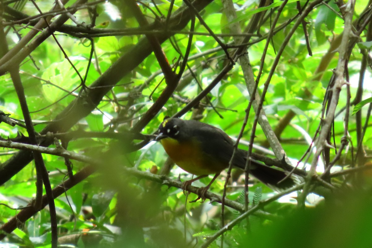 Веерохвостая корольковка - ML645451748