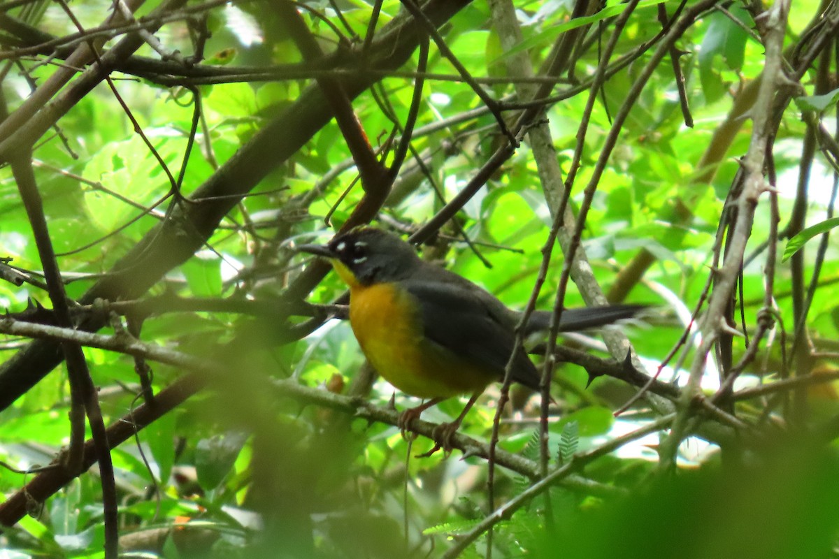 Веерохвостая корольковка - ML645451749