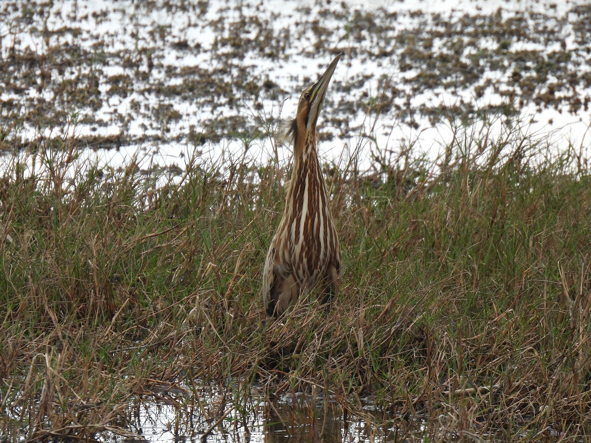 American Bittern - ML645451751
