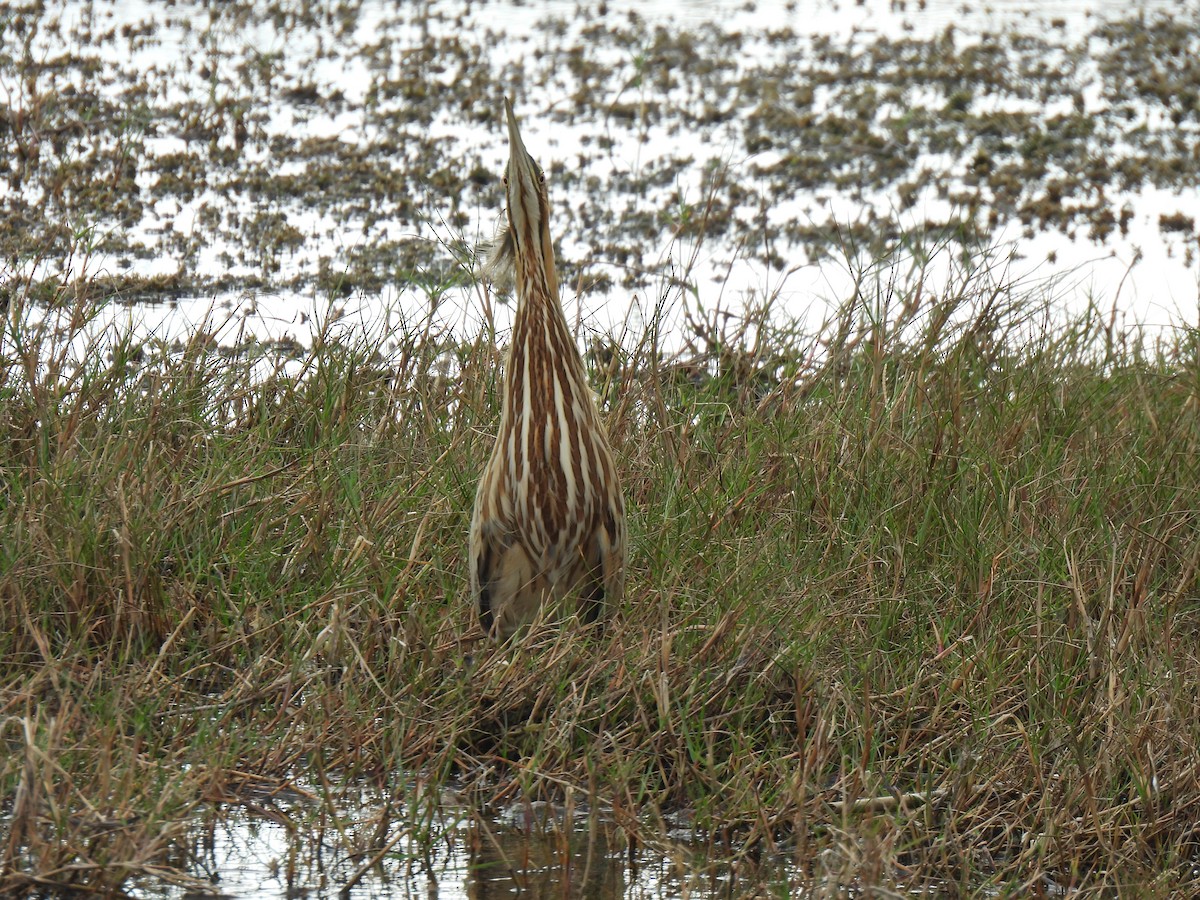 American Bittern - ML645451752