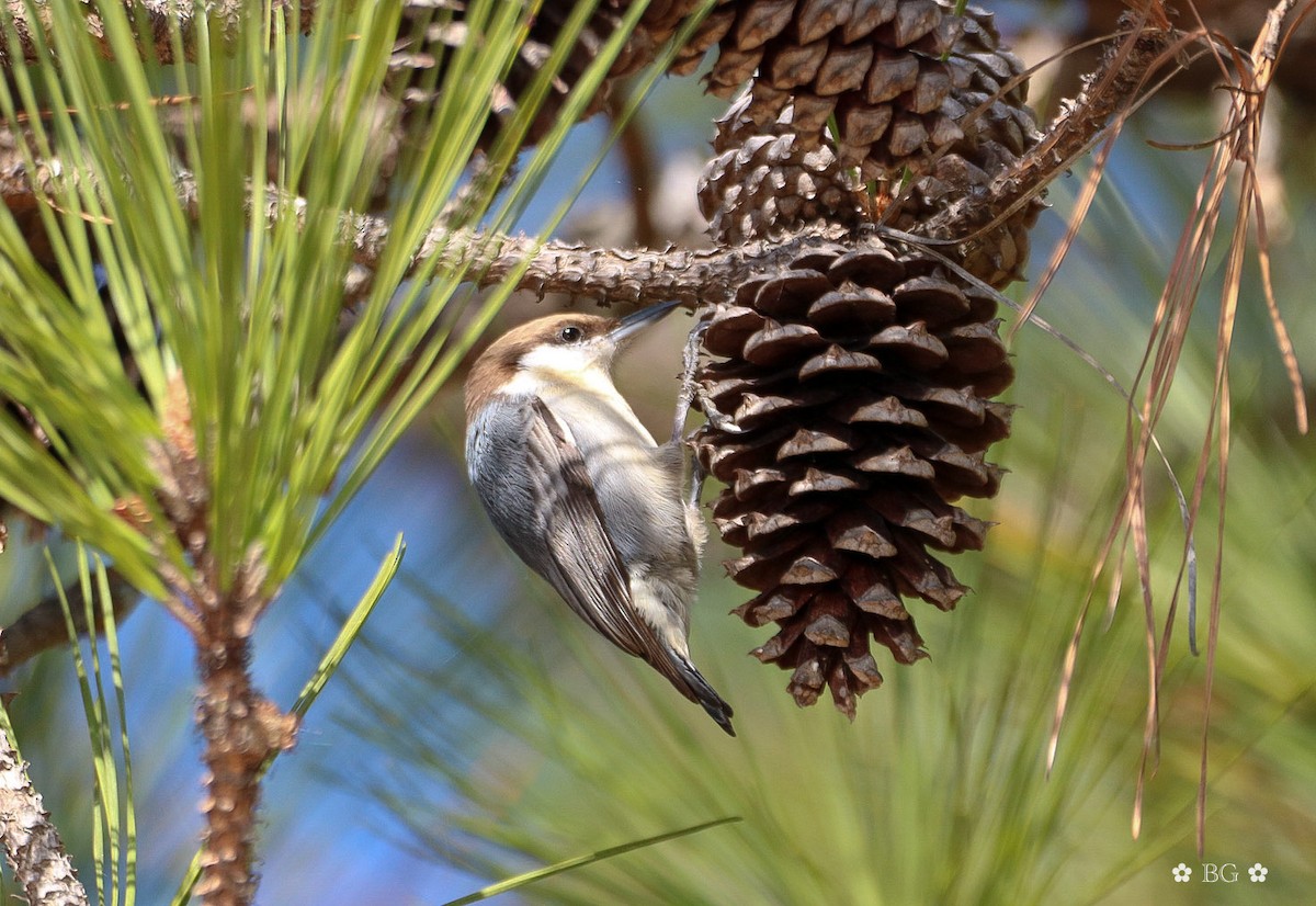 Sittelle à tête brune - ML645451758