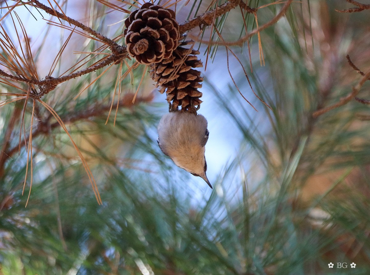 Sittelle à tête brune - ML645451759