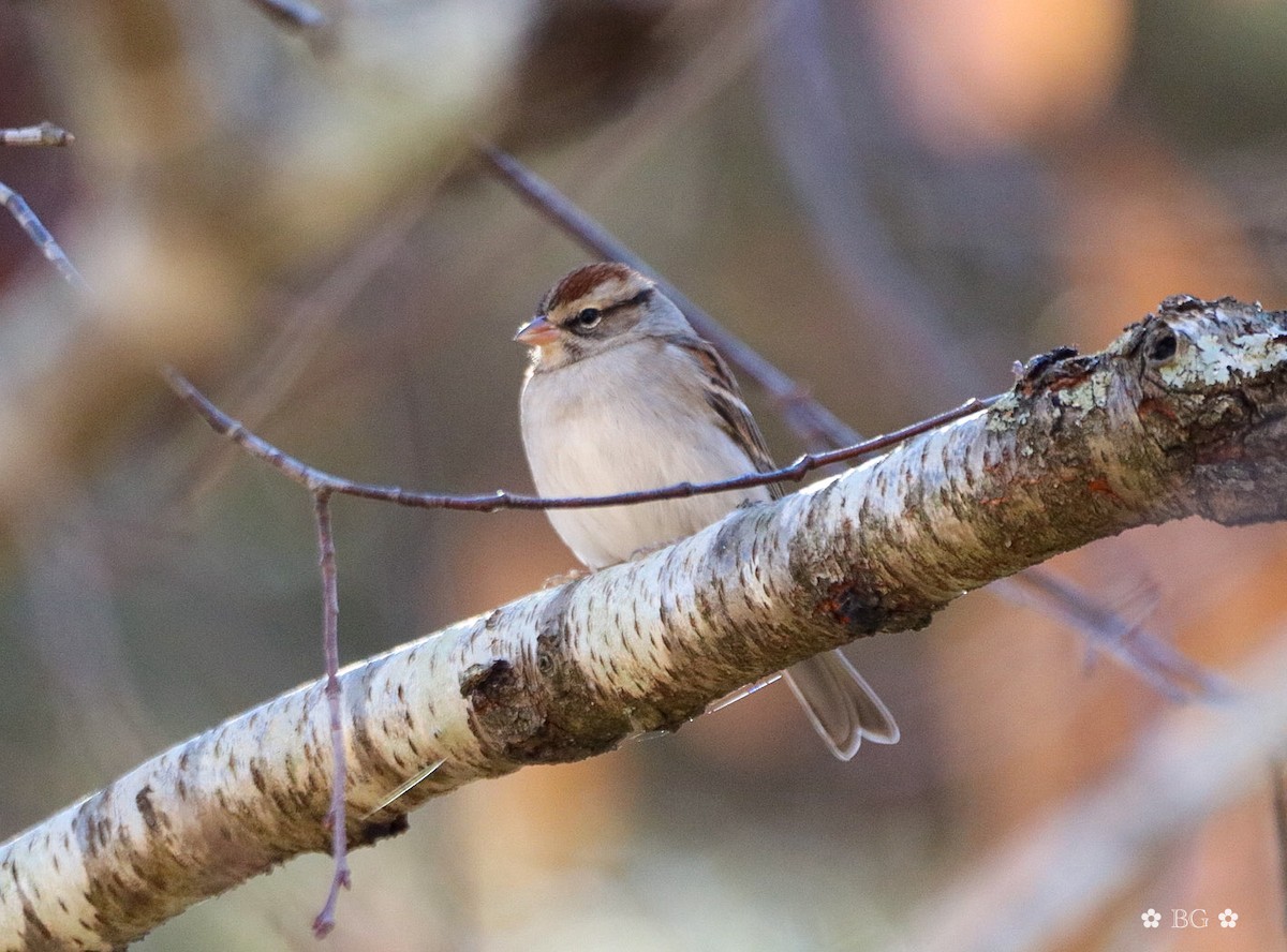 Bruant familier - ML645451765