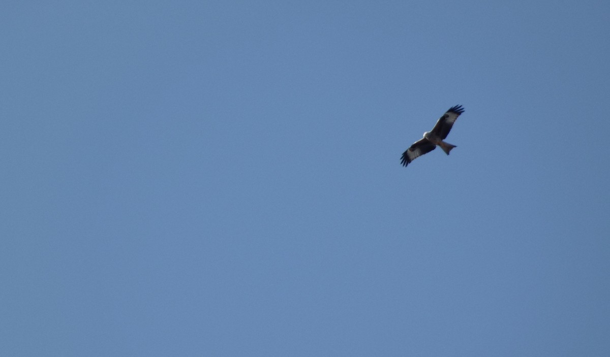 Red Kite - ML645451771