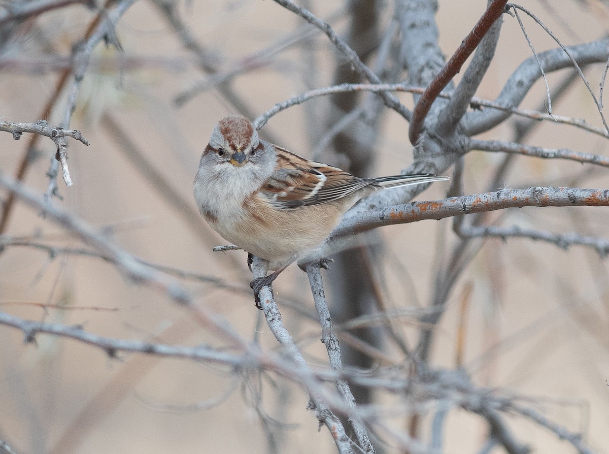 American Tree Sparrow - ML645451778