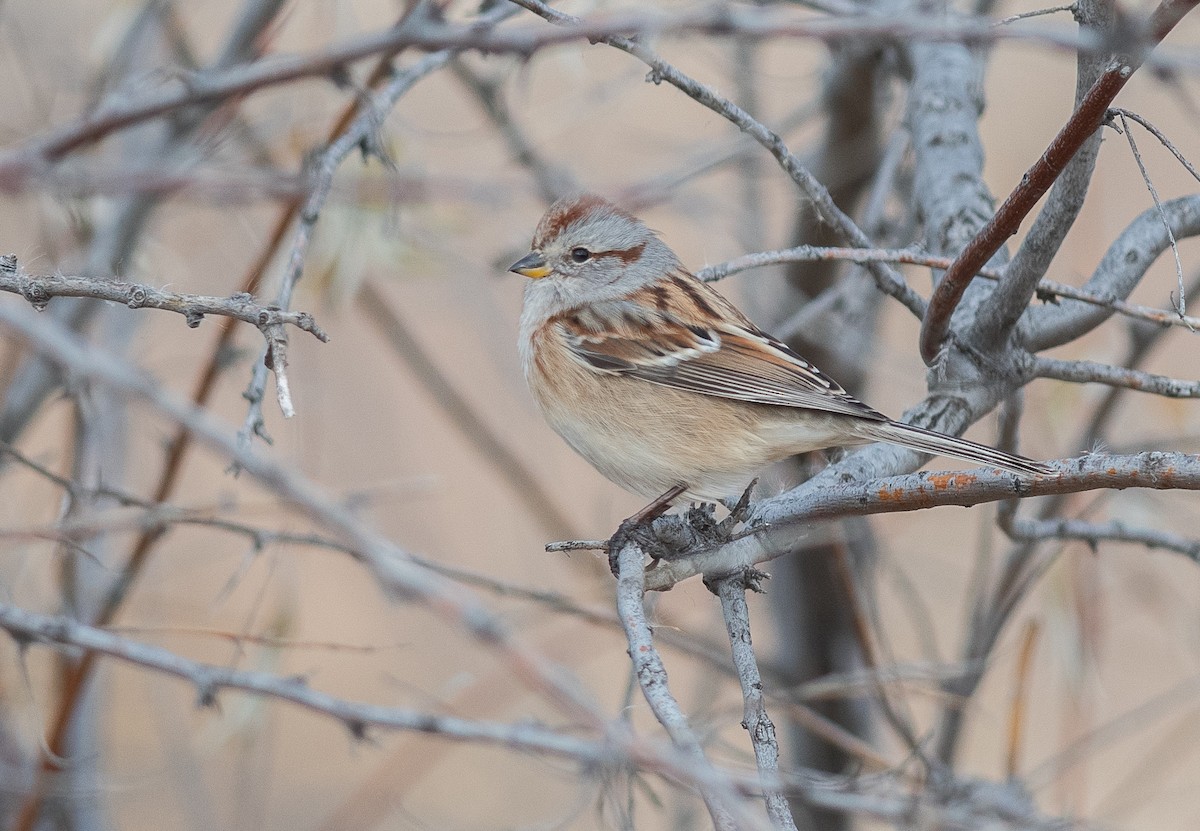 American Tree Sparrow - ML645451779