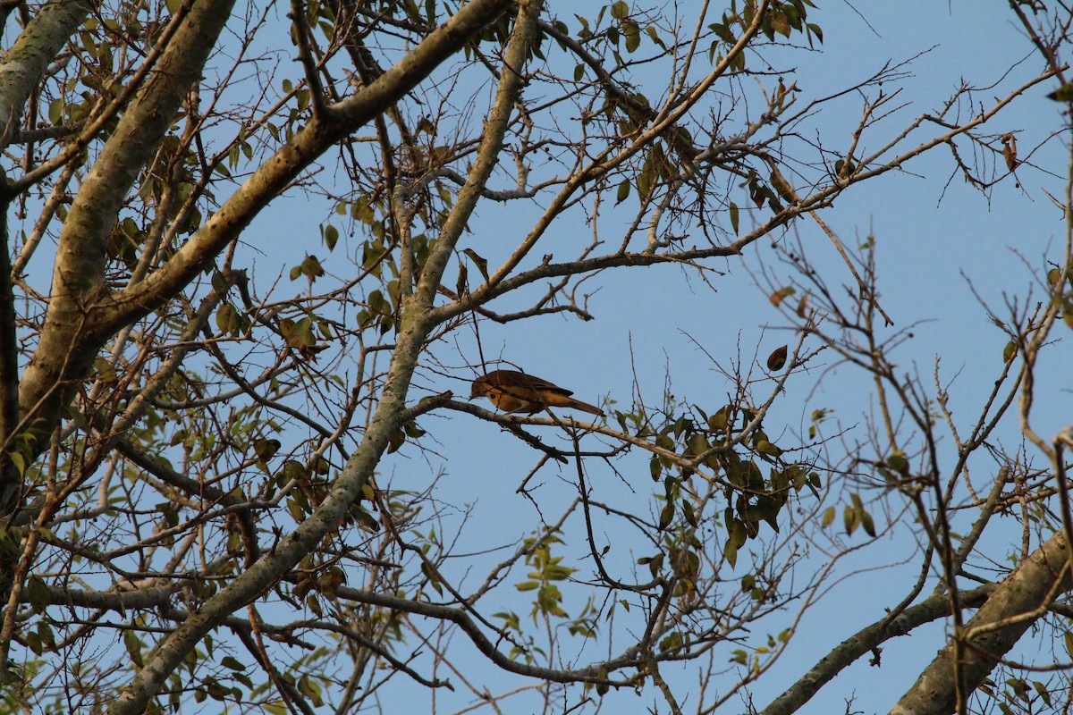 Clay-colored Thrush - ML645451784