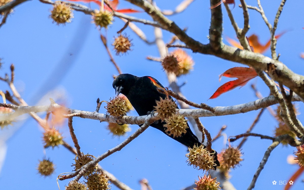 Carouge à épaulettes - ML645451785