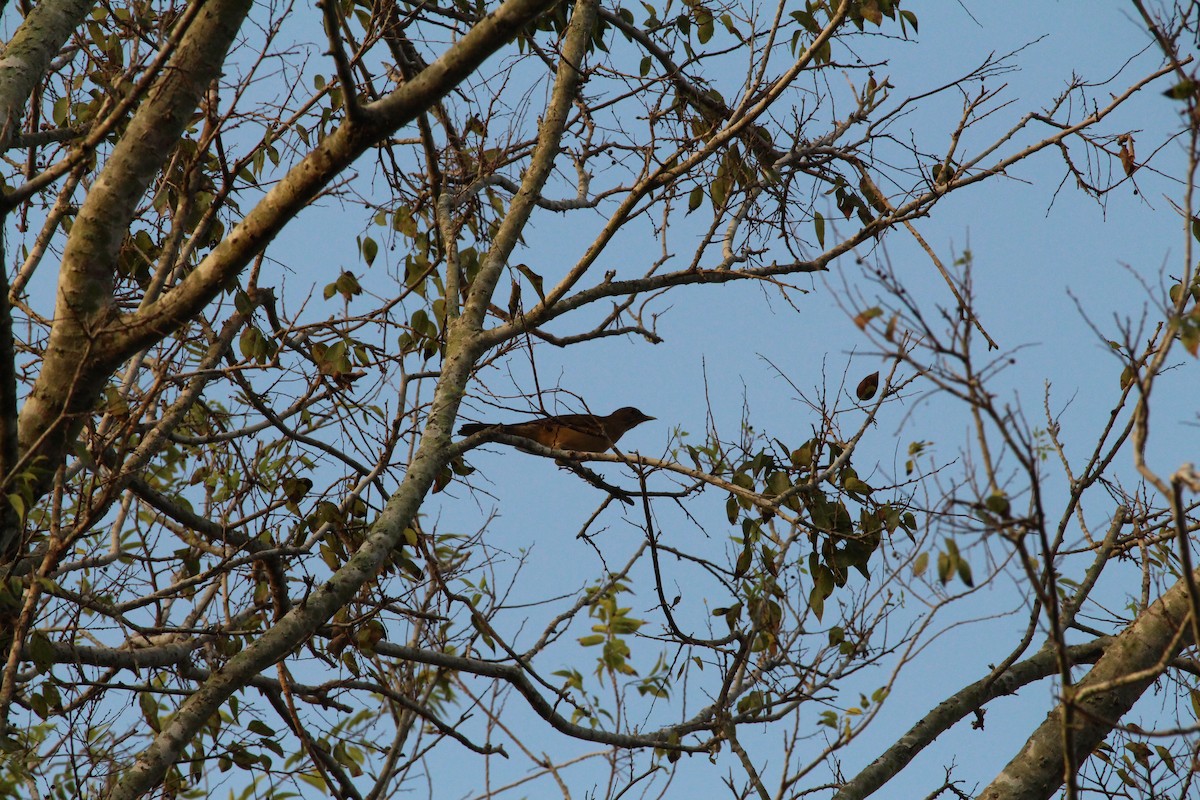 Clay-colored Thrush - ML645451787