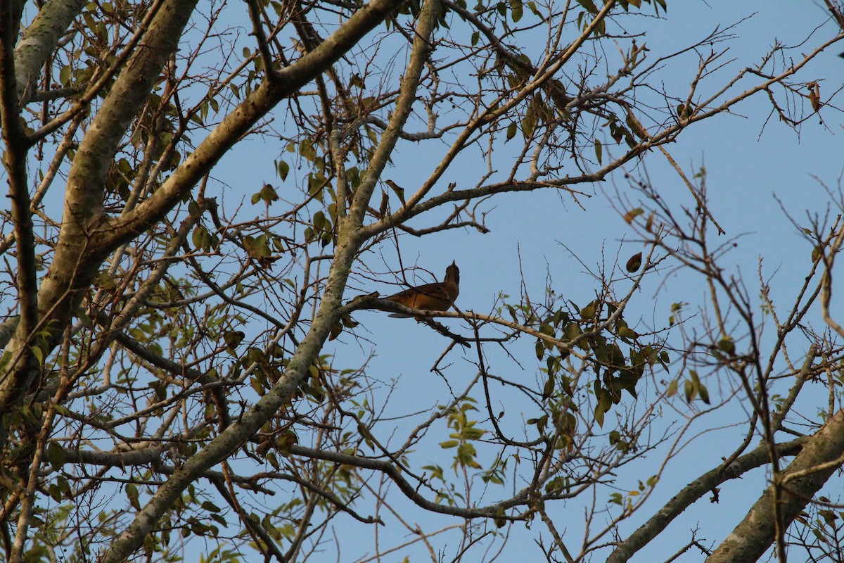 Clay-colored Thrush - ML645451790