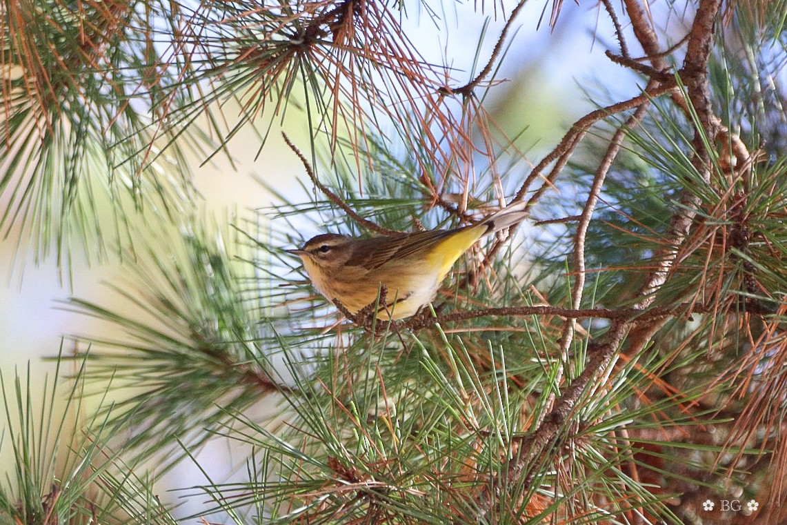 Paruline à couronne rousse - ML645451793