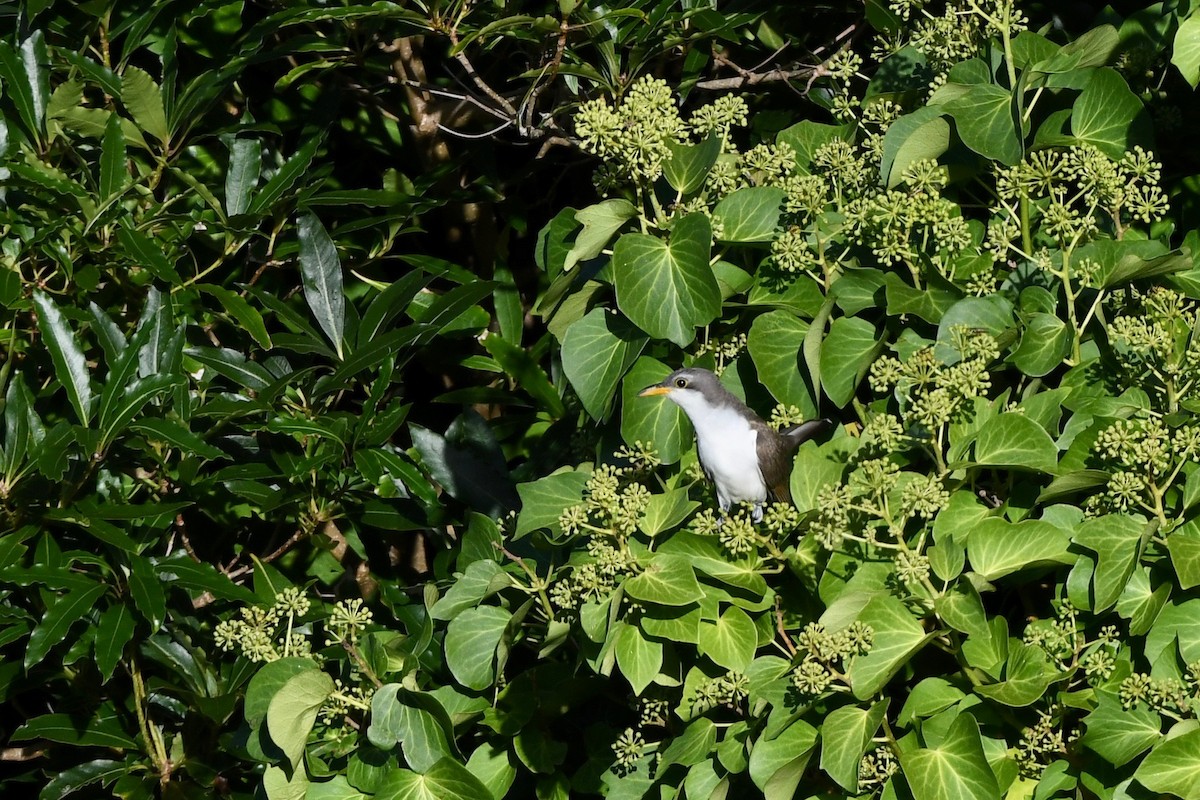 קוקיה צהובת-מקור - ML645451794