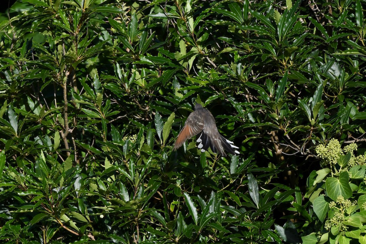 קוקיה צהובת-מקור - ML645451795