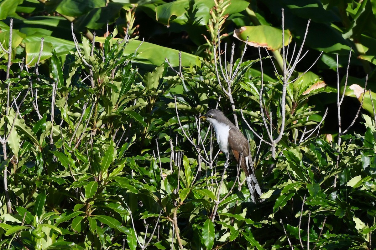 קוקיה צהובת-מקור - ML645451796