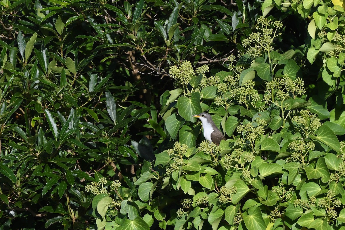 קוקיה צהובת-מקור - ML645451797