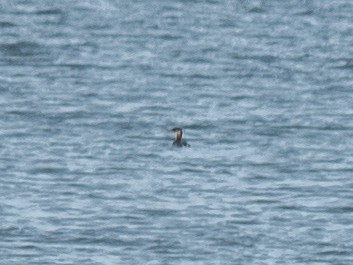 Grèbe jougris - ML645451798