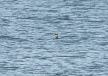 Grèbe jougris - ML645451799