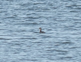 Grèbe jougris - ML645451800