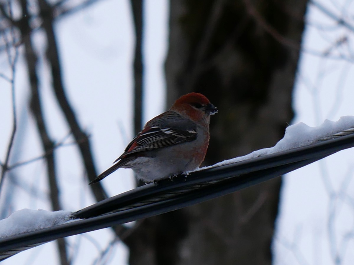 hýl křivčí - ML645451804