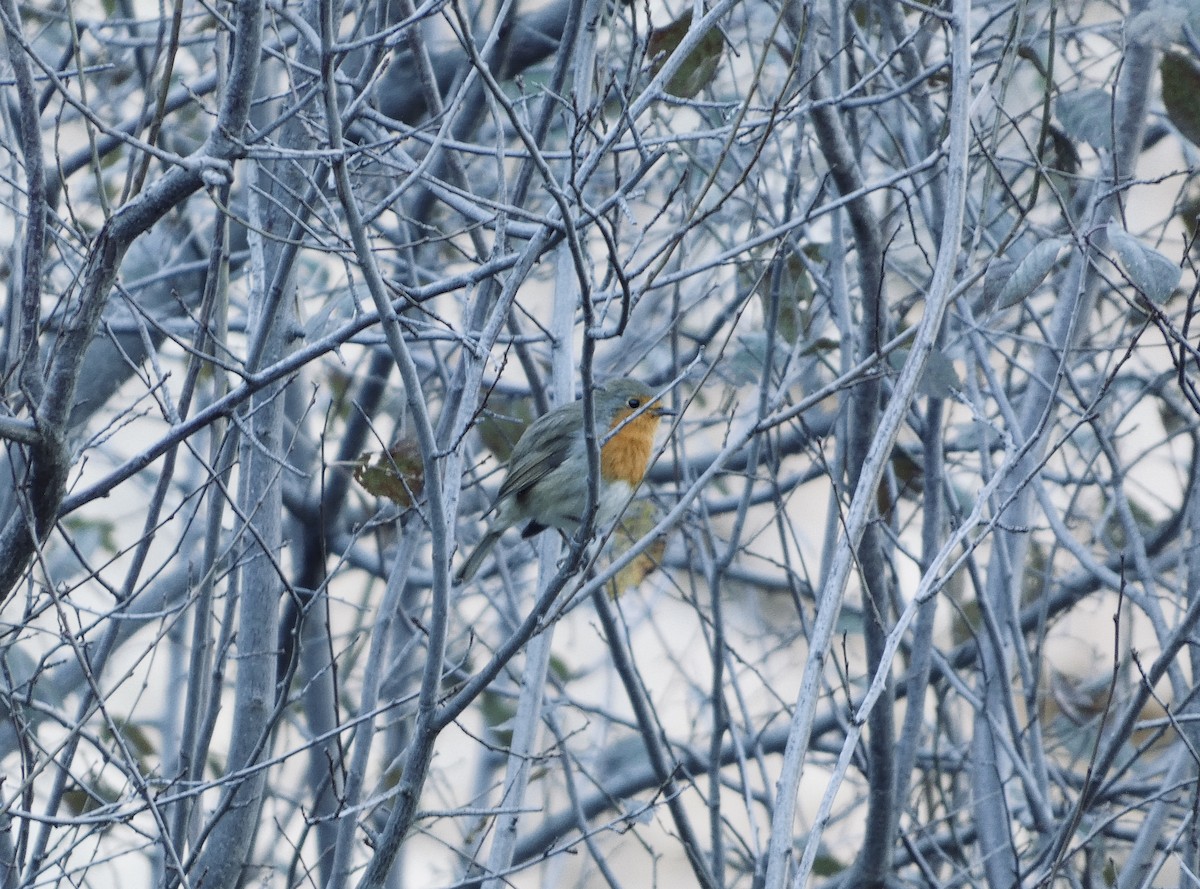 červenka obecná - ML645451805