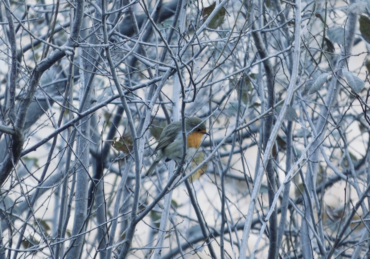 červenka obecná - ML645451806