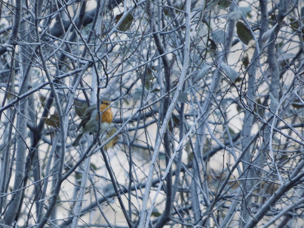 červenka obecná - ML645451807